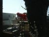 roses_in_manhattan_beach.png