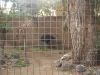 Filename=zoo38.png
Filesize=3218KiB
Dimensions=1600x1200
Date added=Mar 17, 2006 zoo38.png