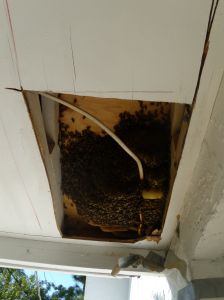 Bees in ceiling. A piece of romex(wire) running to the light go through the bottom of the hive. 
