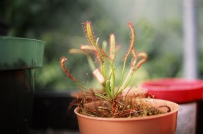 drosera01.jpg