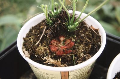 drosera04.jpg