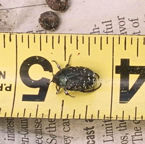 beetle01.jpg