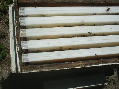 Permacomb frames in the Nuc. There were a lot more bees on the frame before I smoked them.
