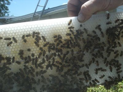 After Just four days they have started to store honey. I didn't see a lot of eggs or a queen. But there were a lot of bees at the bottom of the nuc. I decided I would throw in a brood frame from one of my other hives.
