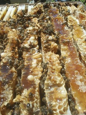 I have taken off the top box. I am looking at the drone comb that is made between the bottom of the one frame to the top of the next frame. I just tear it open when I lift off the hive body. Then I will take the larva and lok at them and look for varroa on them and in the cells. I found a total of three. Not to bad.
