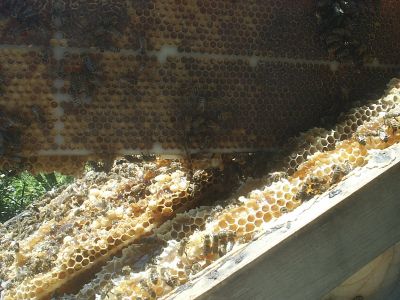 This is a stash of honey and pollen . Not to bad. it was this one side of this frame the other side was filled with brood.
