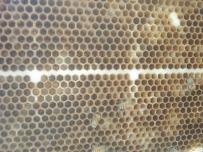 This is a brood frame. They are not capped but it is filled with very tiny eggs and some very tiny larva. i a going to take this frame and put it in the nuc. I will take a frame from the nuc and put it in the big hive. I brush all the bees off the frames before I swap them.
