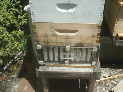 My observation hive. I took one side off. 
