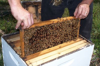 What a good frame looks like. Hive #2
