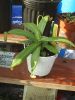 Filename=n_sanguinea.jpg
Filesize=354KiB
Dimensions=1200x1600
Date added=Mar 26, 2006 n_sanguinea.jpg