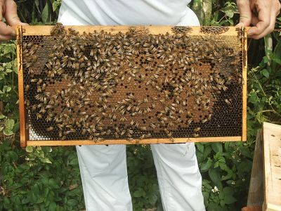 hive2frame.jpg