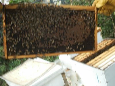 hive2frame02.jpg