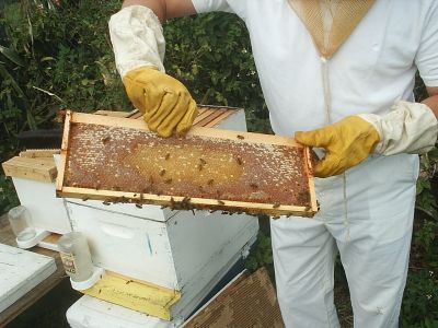 honeyframe02.jpg