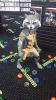 Filename=2015-10-10_16_34_58.jpg
Filesize=1597KiB
Dimensions=1836x3264
Date added=Oct 18, 2015 2015-10-10_16_34_58.jpg