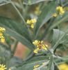 Filename=bee_on_mustard_green.jpg
Filesize=337KiB
Dimensions=1176x1200
Date added=Mar 15, 2006 bee_on_mustard_green.jpg