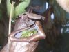 Filename=frog02.jpg
Filesize=221KiB
Dimensions=1600x1200
Date added=May 27, 2007 frog02.jpg