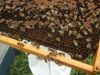 hive2frame01.jpg