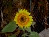 sunflower112607.jpg