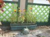 Filename=zinnias.jpg
Filesize=387KiB
Dimensions=1600x1200
Date added=Jun 05, 2006 zinnias.jpg