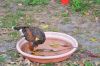 Filename=DSC_1074.jpg
Filesize=2041KiB
Dimensions=4288x2848
Date added=Aug 15, 2021 DSC_1074.jpg