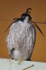 Filename=DSC_1077.jpg
Filesize=176KiB
Dimensions=969x1462
Date added=Aug 15, 2021 DSC_1077.jpg