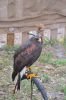 Filename=DSC_1079.jpg
Filesize=1408KiB
Dimensions=2848x4288
Date added=Aug 15, 2021 DSC_1079.jpg