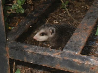 opossum06.jpg