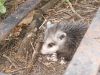 opossum07.jpg